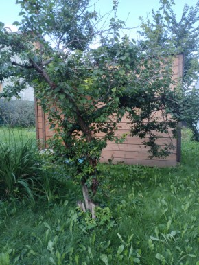Коллективный сад номер 7, участок 58 в Керчи - kerch.yutvil.ru - фото 28 Коллективный сад номер 7, участок 58 в Керчи - kerch.yutvil.ru - фото 28
